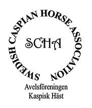 Swedish Caspian Horse Association - Avelsföreningen Kaspisk Häst